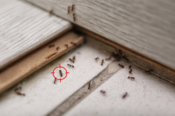 Best Insect Control  in Fabens, TX