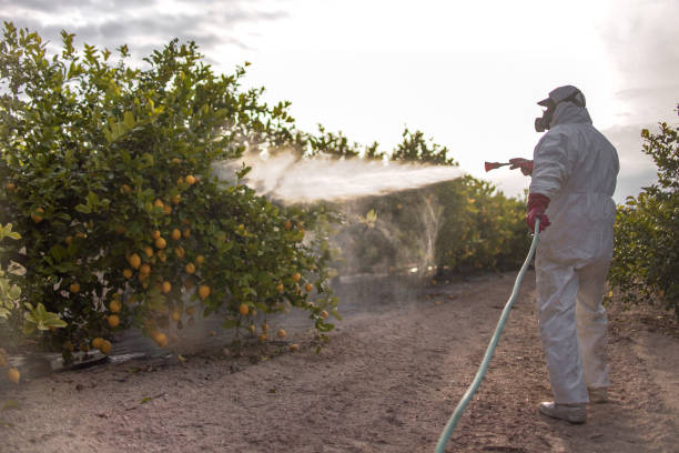 Insect Control in Fabens, TX