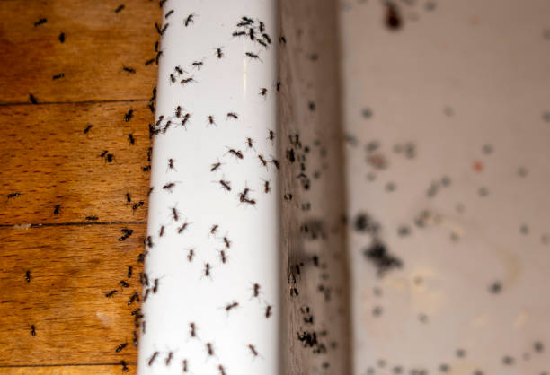 Best Wasp Removal Services  in Fabens, TX