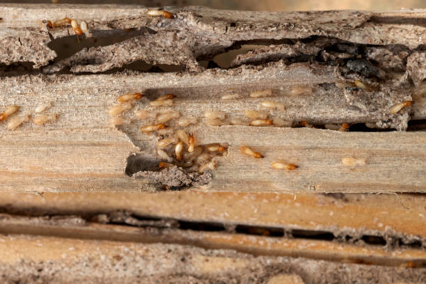 Best Best Pest Control Companies  in Fabens, TX