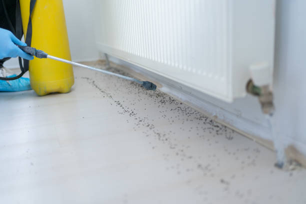 Best Pest Control Treatment  in Fabens, TX